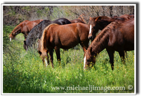 "wild horses feeding 1"
verde river, rio verde, az.